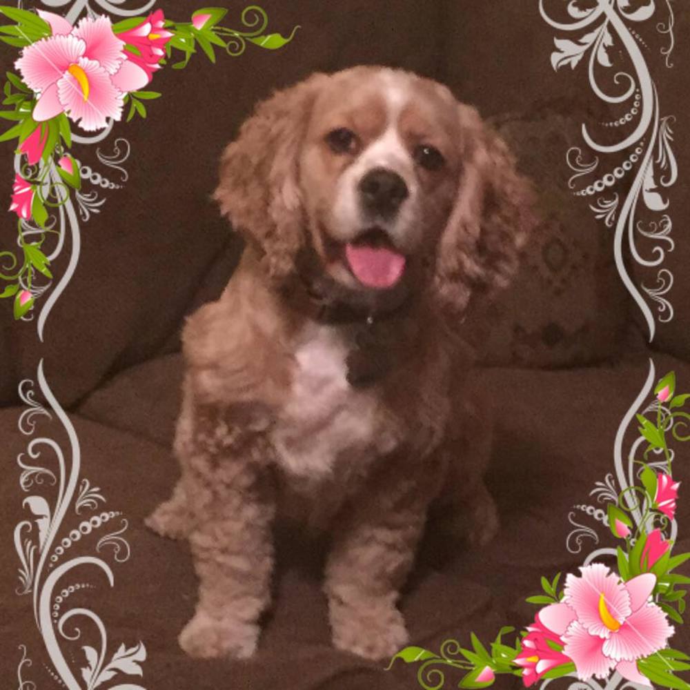 Meet your Posher, Misty